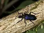 Pseudogaurotina excellens