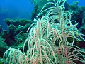 Antillogorgia americana