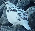 Alpenschneehuhn