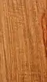Muninga oder Afrikanisches Padouk (Pterocarpus angolensis)