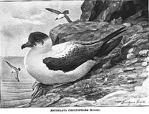 Trindadesturmvogel (Pterodroma arminjoniana) in The Auk, 1914