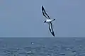Im Flug in der Nähe von San Cristóbal