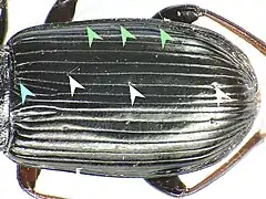 >Abb. 12: Porenpunkte Aegomorphus clavipes