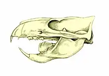 Schädel von Ptilodus (Multituberculata)