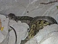 Ptyas carinata