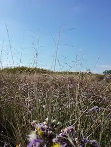 Die Neusiedlersee-Salzschwaden, auch Zickgras genannt, treten häufig auf sandigen Sodaböden auf.