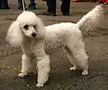Pudel