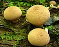 Brauner Torfmoos-StäublingLycoperdon subincarnatum