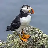 Papageientaucher (Puffin)