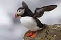 Papageitaucher (Fratercula arctica)