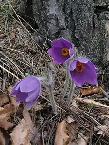 Karpaten-Kuhschelle
