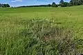 Quelle der Kleinen Röder am Fuße des Eierbergs