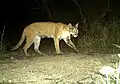 Ein Puma im Nationalpark