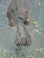 Nilpferd