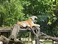 Sibirische Tigerin Dob (1994–2015)