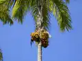 Pfirsich-Palme mit Früchten