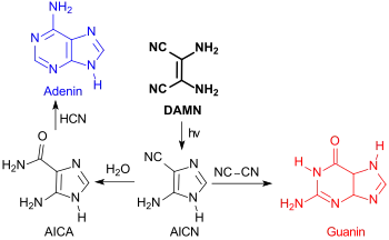 Synthese von Purinbasen aus DAMN