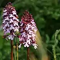 Purpur-Knaben-kraut (Orchis purpurea)