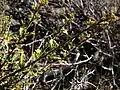 Purshia tridentata, Lava Beds National Monument