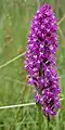 Pyramiden-Hundswurz (Anacamptis pyramidalis)