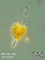 P. longicauda, Ostsee, PCM.Regina Hansen, via SMHI