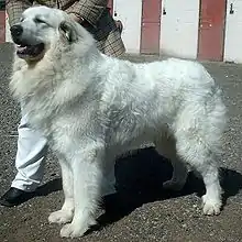 Pyrenäenberghund