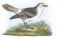 Weißbürzel-Erdsperling (Onychostruthus taczanowskii)