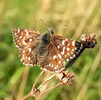 Kleine Würfel-Dickkopffalter oder Malven-Würfelfleck (Pyrgus malvae)