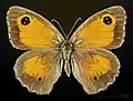 ♀