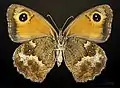 ♀ △