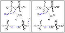 Pyrophosphatasen