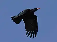 Flugbild einer Alpenkrähe