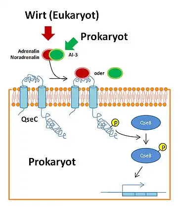 Signalübertragung mit sensorischer Histidinkinase QseC.