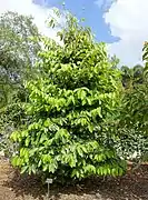 Quararibea funebris (Rosita de Cacao) (Blüten; nicht im Bild)