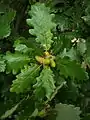 Trauben-Eiche(Quercus petraea)