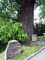 Gedenkstein an der Friedenslinde