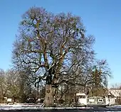 Röth-Linde mit Misteln im Winter