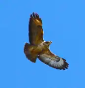 Bussard über Rückers