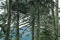 Araukarien im Nationalpark Villarrica, Chile