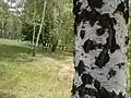 Naturschutzgebiet Mestecănișul de la Reci