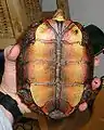 Plastron