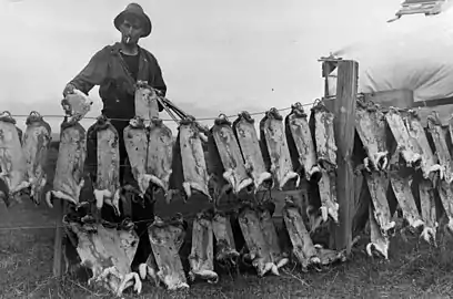 Jäger mit ausgespannten Kaninfellen(Neuseeland, 1929)