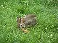 Wildkaninchen
