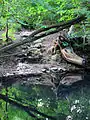 Zufluss auf der Nordseite von Schwarzes Teich