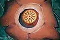 Rafflesia kerrii