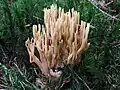 Steife KoralleRamaria stricta