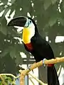 Dottertukan (Ramphastos vitellinus)
