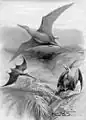 Rhamphorhynchus aus Nebula to Man (1905)
