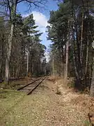 Bei Espeln-Riege wird im Ramselbruch ein für die Senne typischer Kiefernwald durchquert