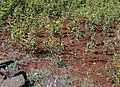 Ramtillkraut in Äthiopien/Amhara